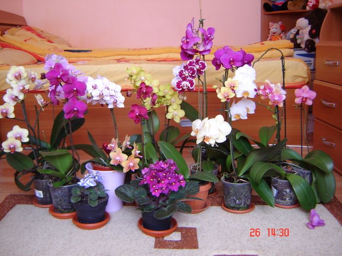 DSC00962 - Orhidee Phalaenopsis