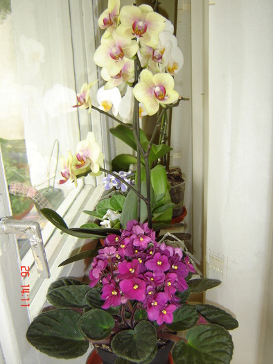 DSC00895 - Orhidee Phalaenopsis