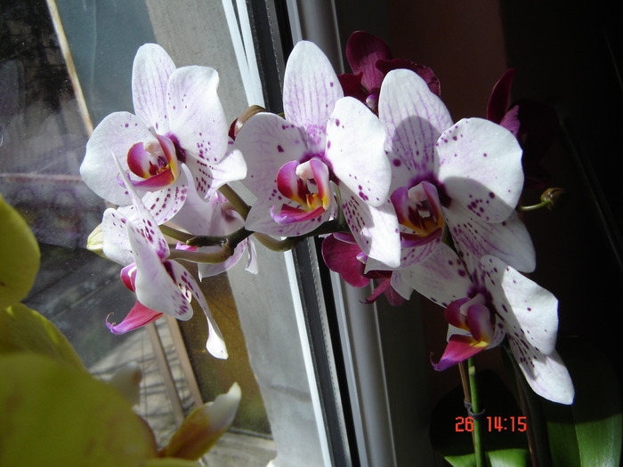 DSC00915 - Orhidee Phalaenopsis