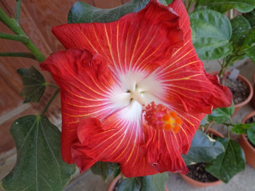  - HIBISCUS LEMON BY LOLLIPOP
