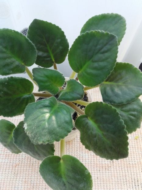 30 iulie - ZZ Blue Dragon