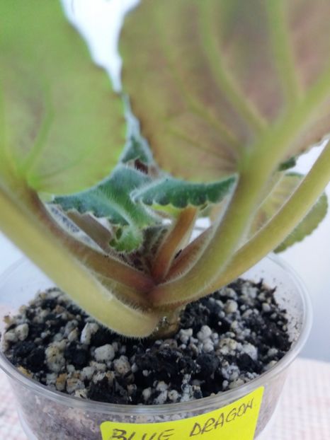 30 iulie - ZZ Blue Dragon