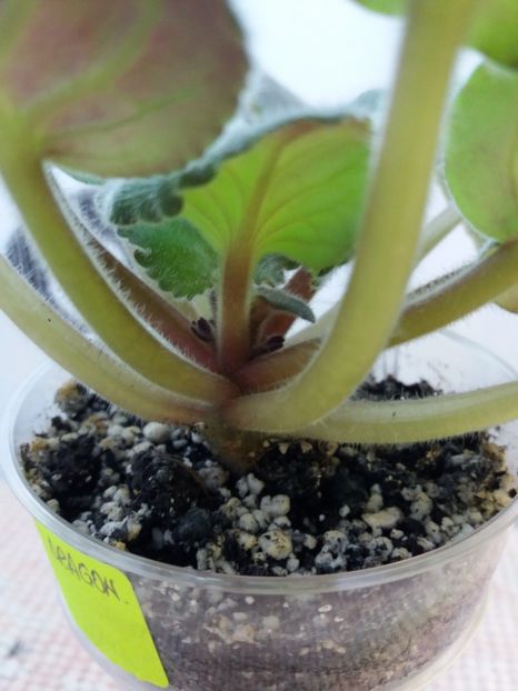 30 iulie - ZZ Blue Dragon