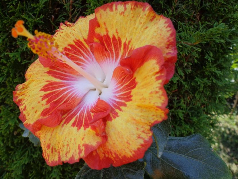  - A- HIBISCUS 2017