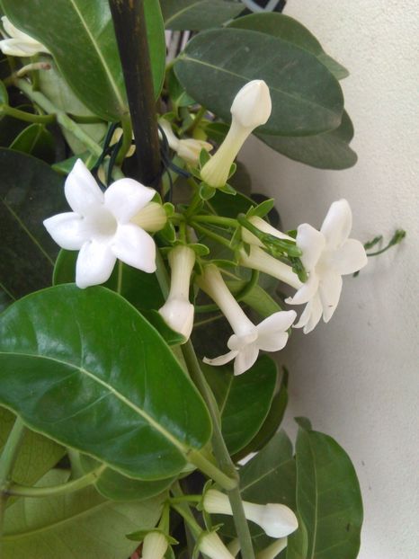  - STEPHANOTIS 2017