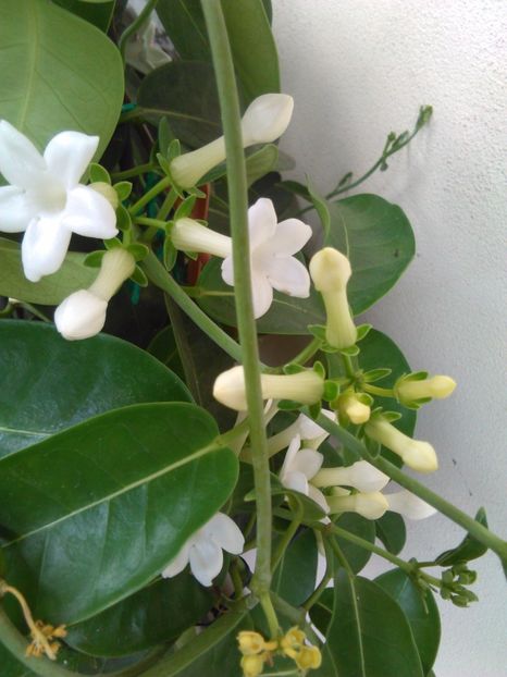  - STEPHANOTIS 2017