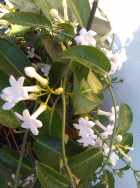  - STEPHANOTIS 2017
