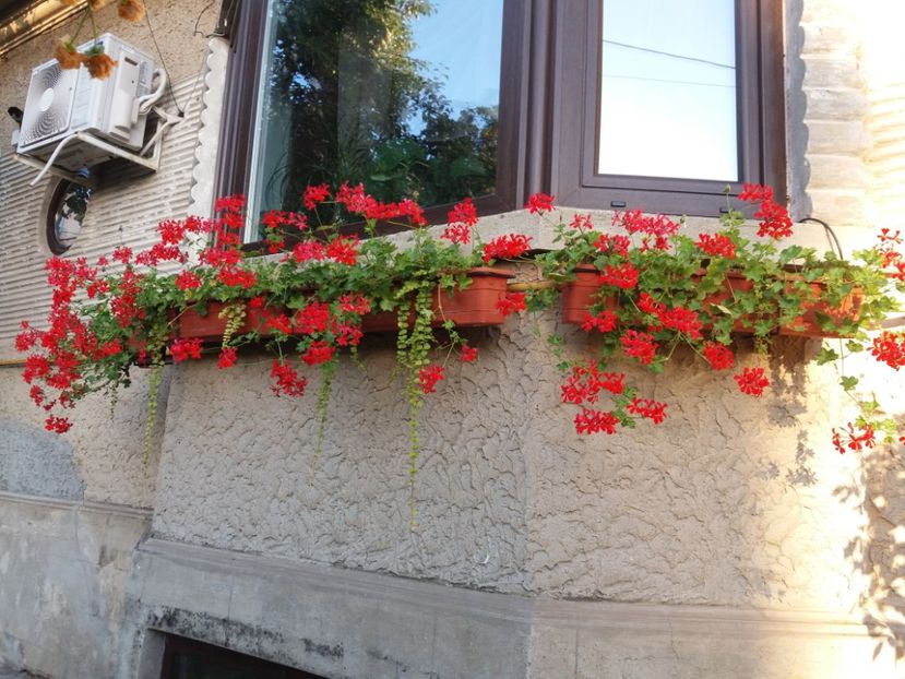  - Ghivece și jardiniere