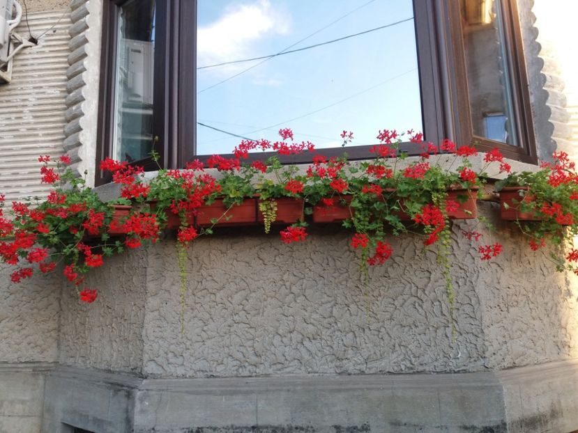  - Ghivece și jardiniere