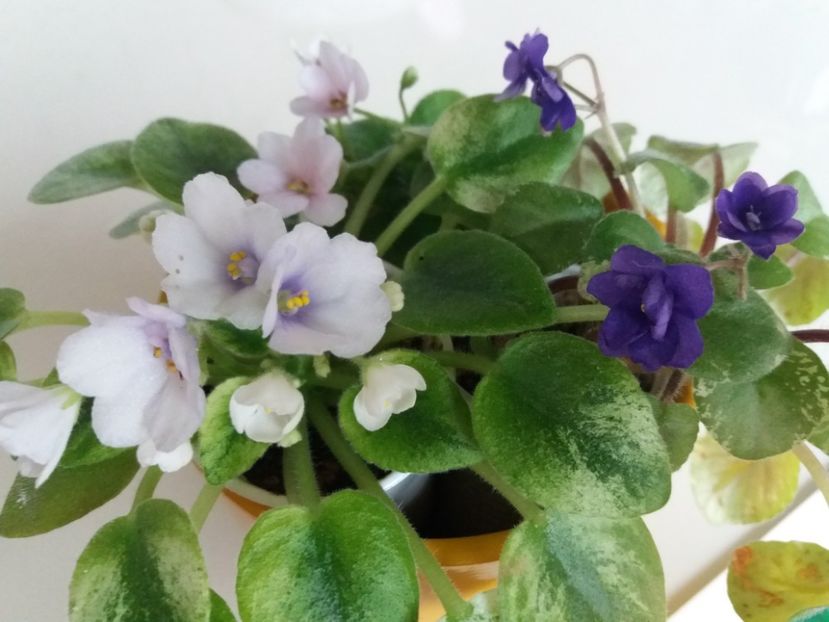 maruntele frumusele - violete