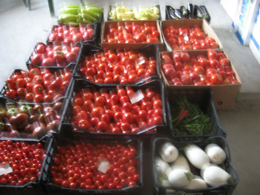  - ROSII URIASE de PLOPU