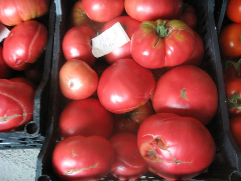  - ROSII URIASE de PLOPU