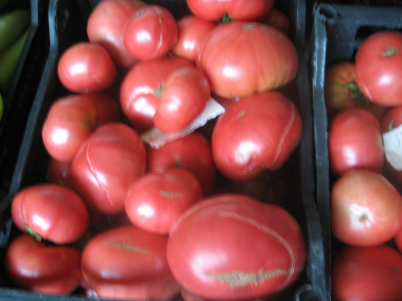  - ROSII URIASE de PLOPU