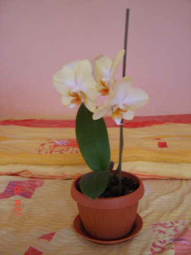 DSC00942; Este un keiki primit de la o prietena, sunt primele lui flori, este superb
