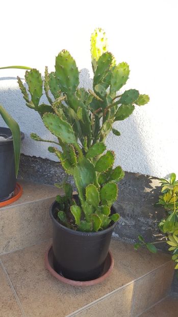 Opuntia - Cactusi 2017