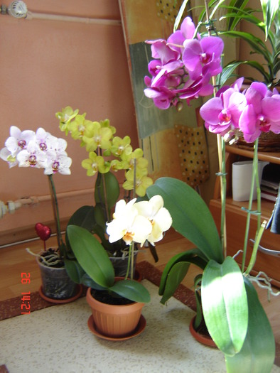 DSC00944 - Orhidee Phalaenopsis