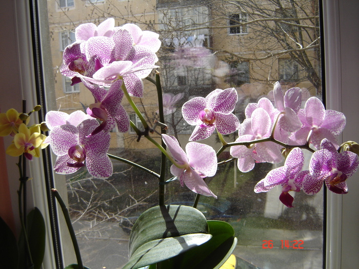 DSC00946; Prima orhidee
