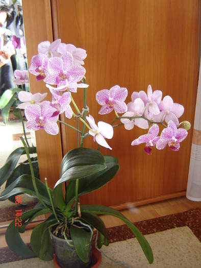 DSC00947 - Orhidee Phalaenopsis