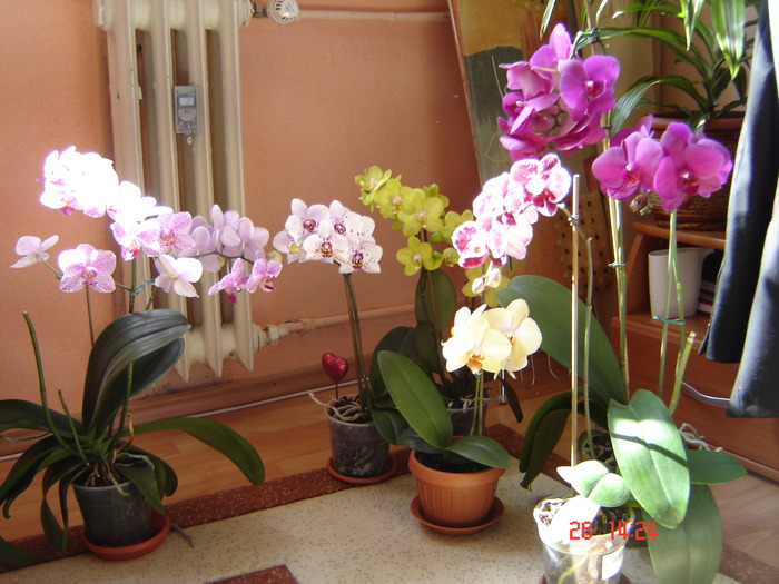 DSC00952 - Orhidee Phalaenopsis