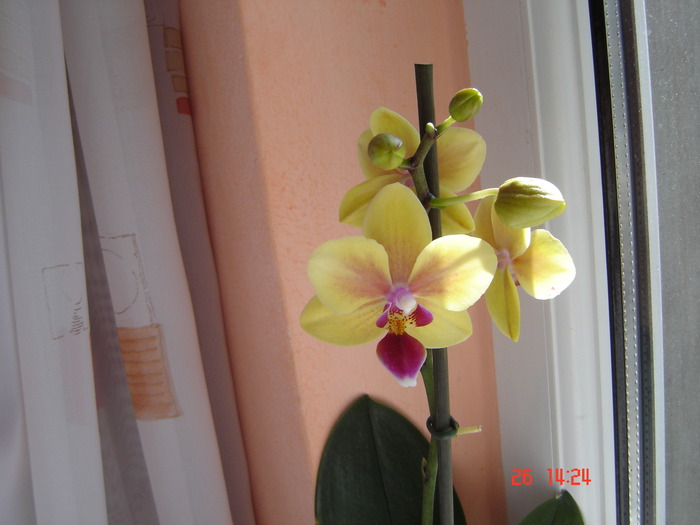 DSC00954 - Orhidee Phalaenopsis