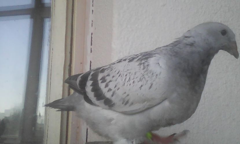 F 2017 - PUII 2017 DIN LA FABRICA