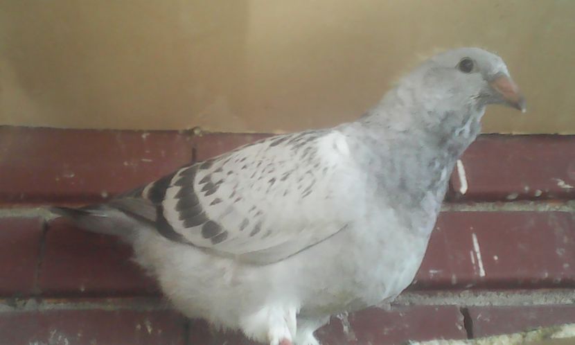 F 2017 - PUII 2017 DIN LA FABRICA