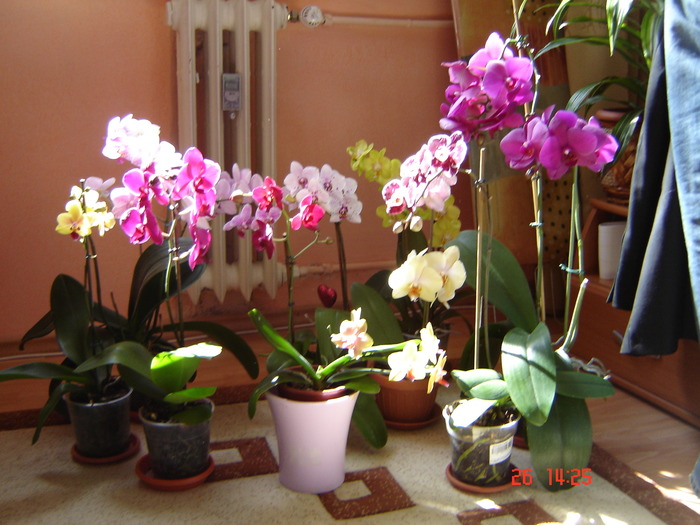 DSC00958 - Orhidee Phalaenopsis