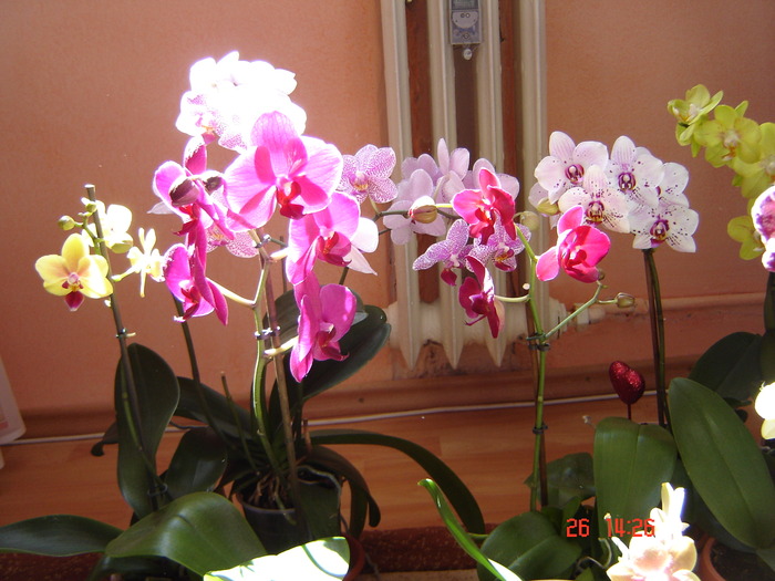 DSC00959 - Orhidee Phalaenopsis