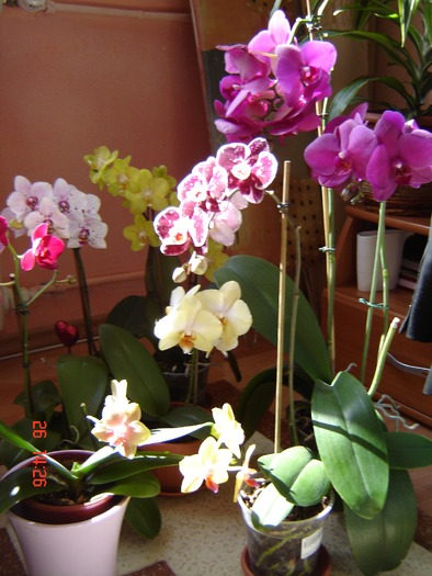 DSC00960 - Orhidee Phalaenopsis