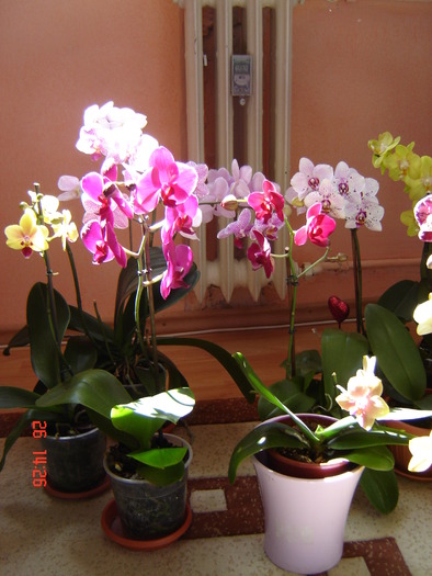 DSC00961 - Orhidee Phalaenopsis