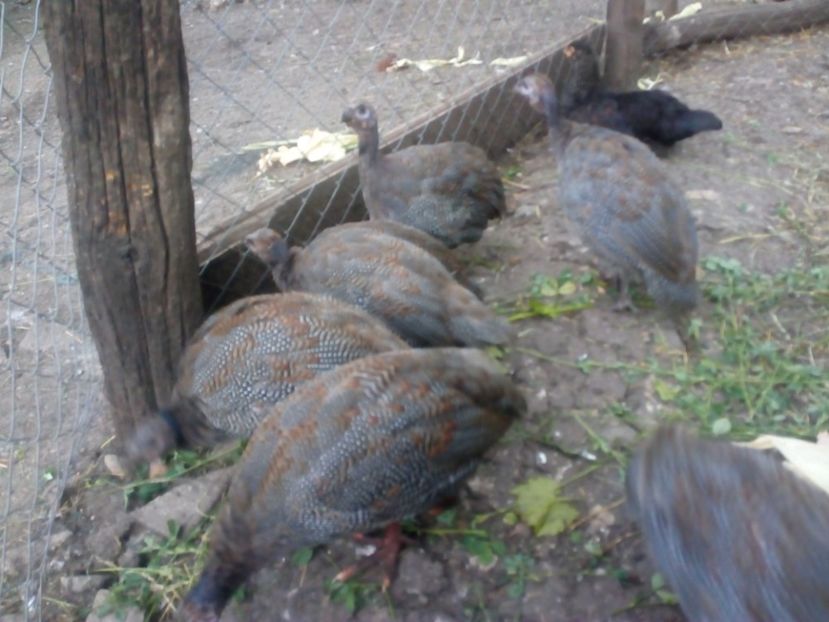  - Pui bibilica iunie 2017