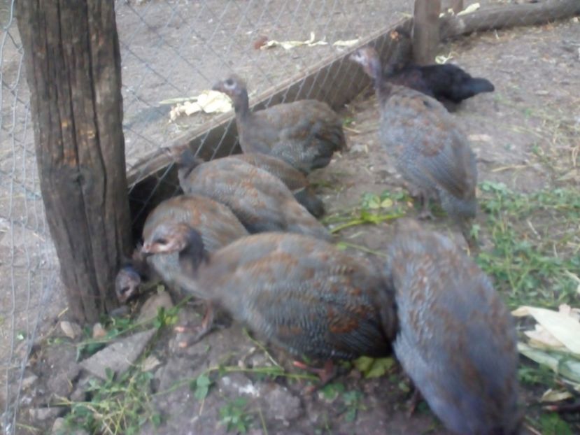  - Pui bibilica iunie 2017