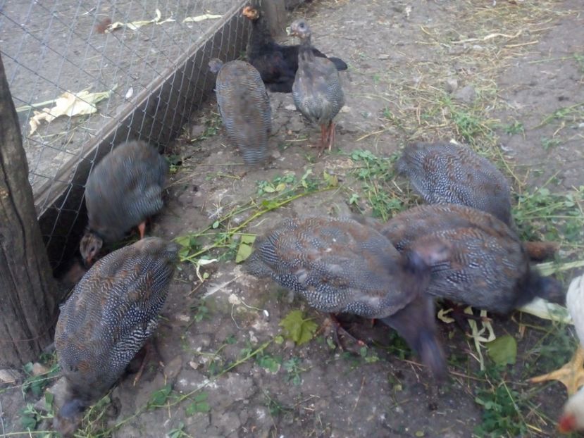  - Pui bibilica iunie 2017