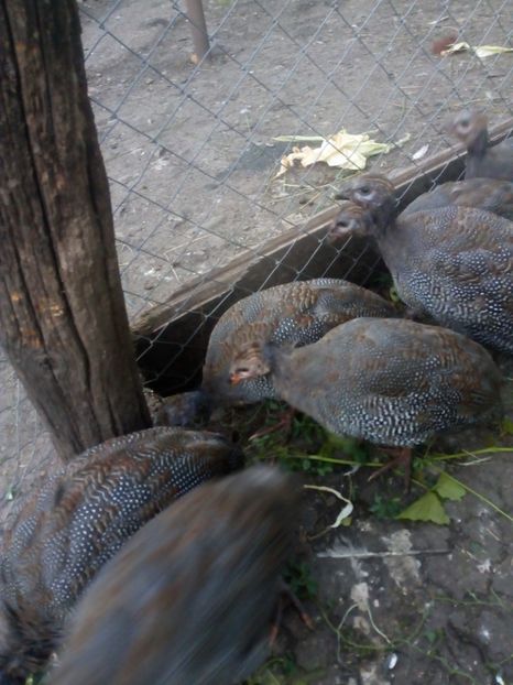  - Pui bibilica iunie 2017