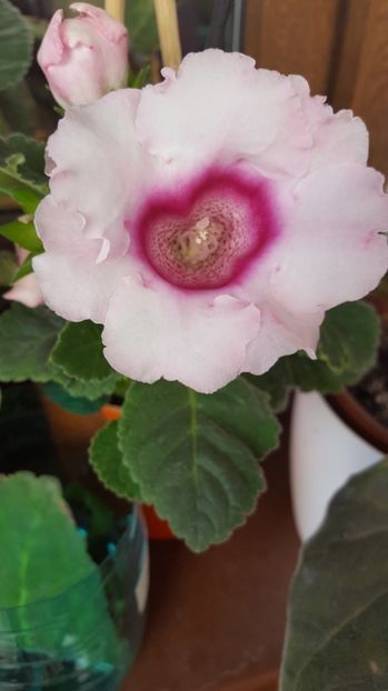  - Gloxinia