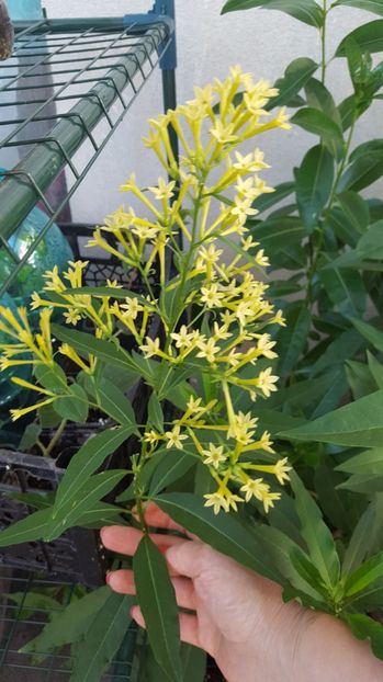  - Cestrum aurantiacum