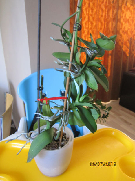  - Inmultirea prin keiki 1