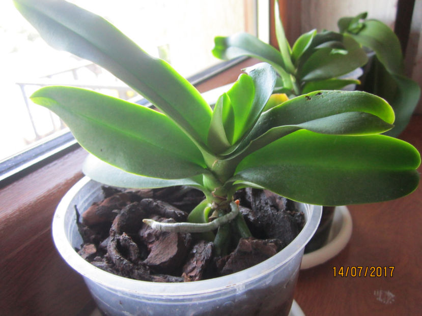  - Inmultirea prin keiki 1