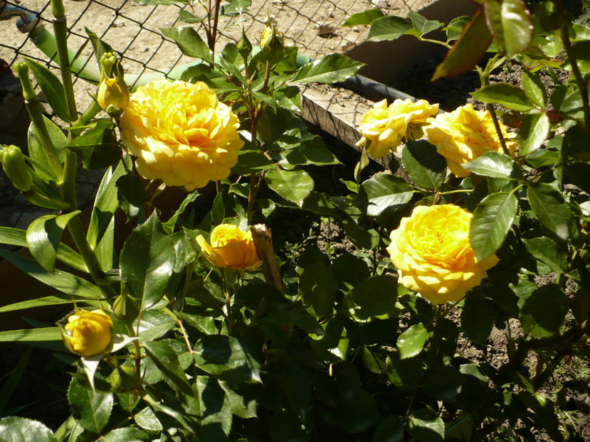 P1270324 - The girl from yesterday 2017