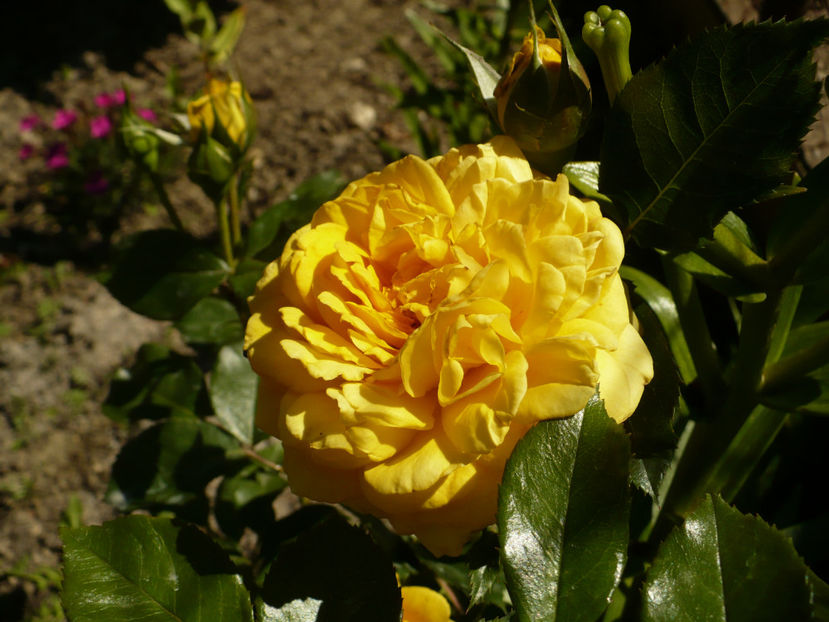 P1270328 - The girl from yesterday 2017