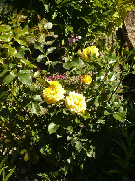 P1270330 - The girl from yesterday 2017