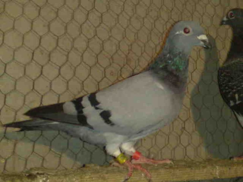 211 - X-Porumbei vinduti