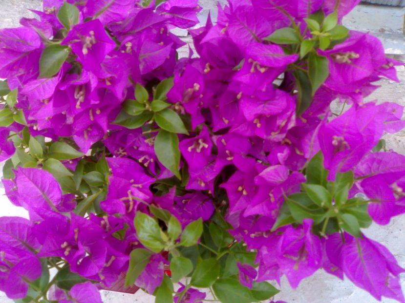 Photo005 - Flori diverse