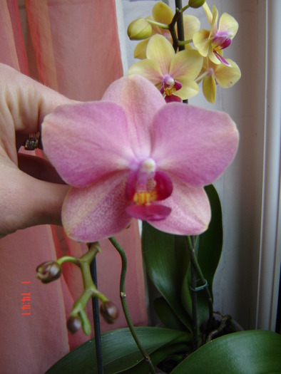 DSC01131 - Orhidee Phalaenopsis