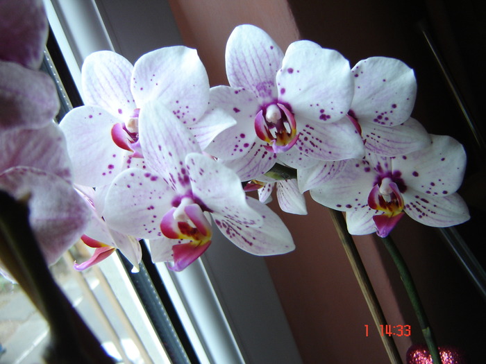 DSC01088 - Orhidee Phalaenopsis