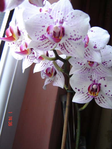 DSC01105 - Orhidee Phalaenopsis