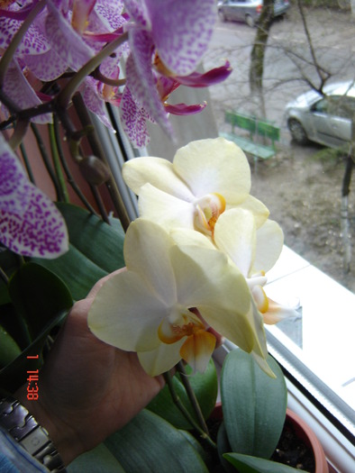 DSC01113 - Orhidee Phalaenopsis