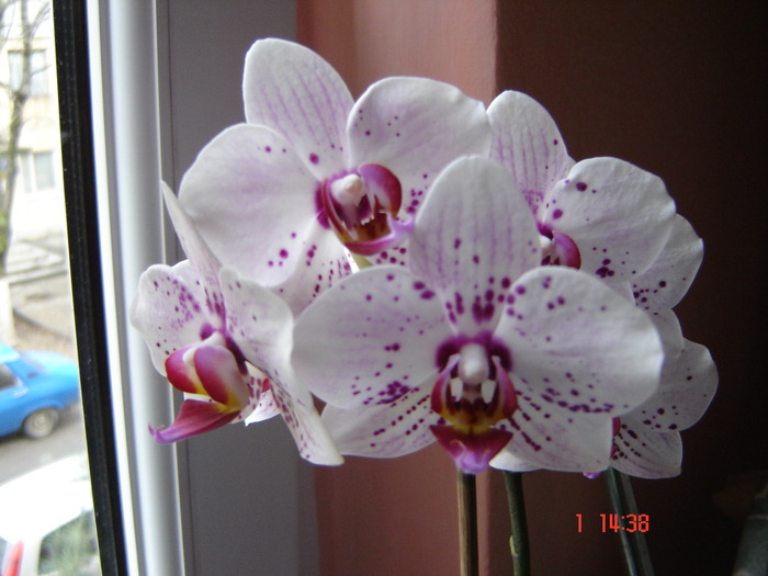 DSC01118 - Orhidee Phalaenopsis