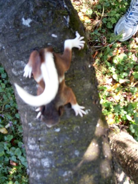  - veverite autohtone