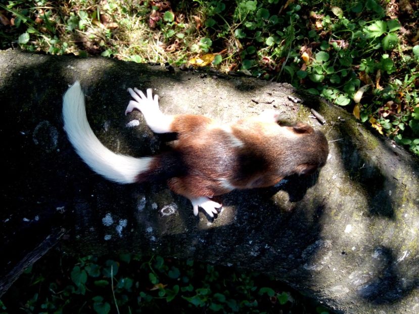  - veverite autohtone